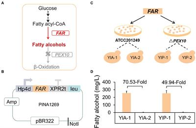 Non-homologous End Joining-Mediated Insertional Mutagenesis Reveals a Novel Target for Enhancing Fatty Alcohols Production in Yarrowia lipolytica